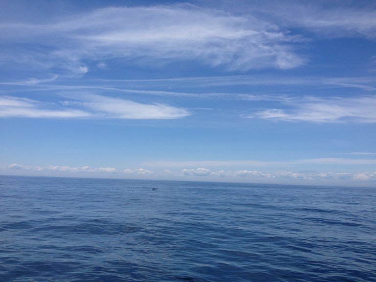 In der Bildmitte erahnt man den Finwal