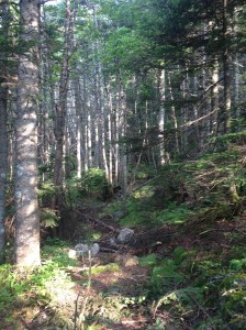 Abstieg zu AMC Highland Center