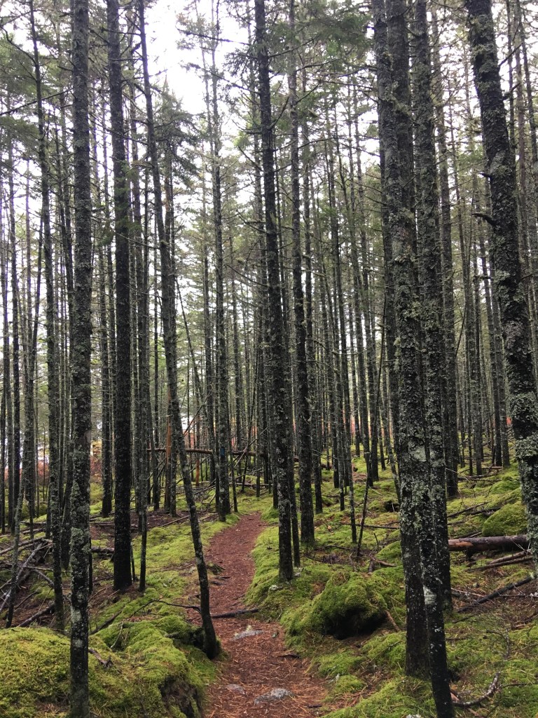 Rund um den Daicey Pond