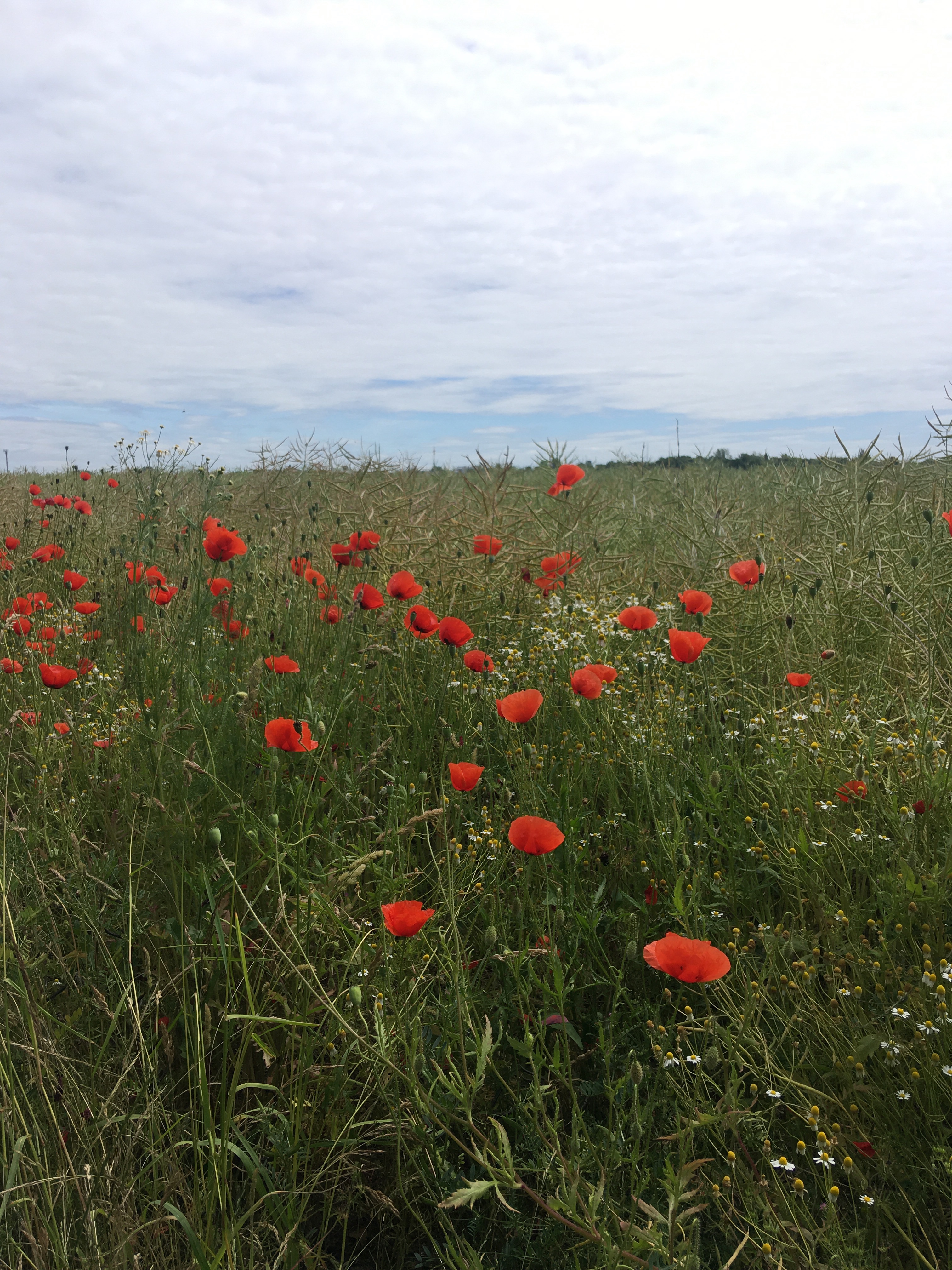 Klatschmohnwiese bei Leipzig
