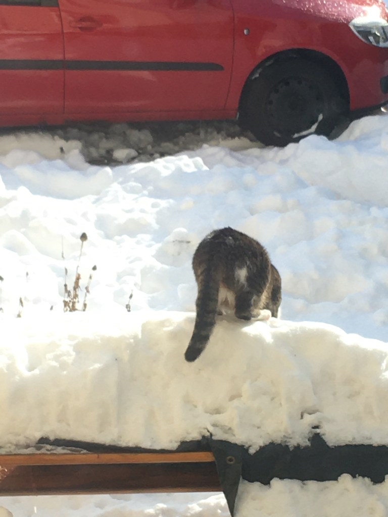 Katze auf Schneehaufen