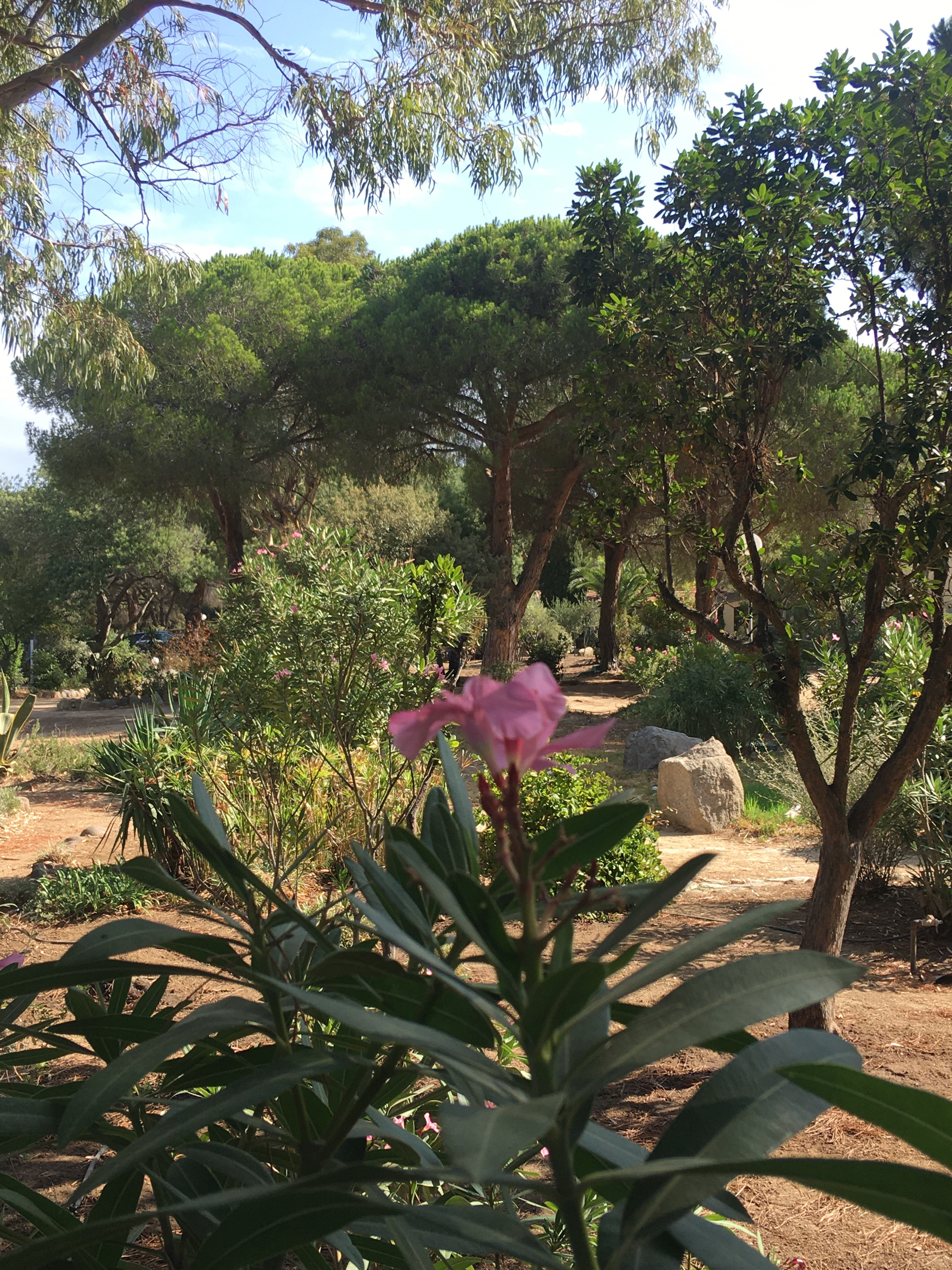 Impressionen aus dem Feriendorf zum Störrischen Esel, Calvi - Korsika August 2021