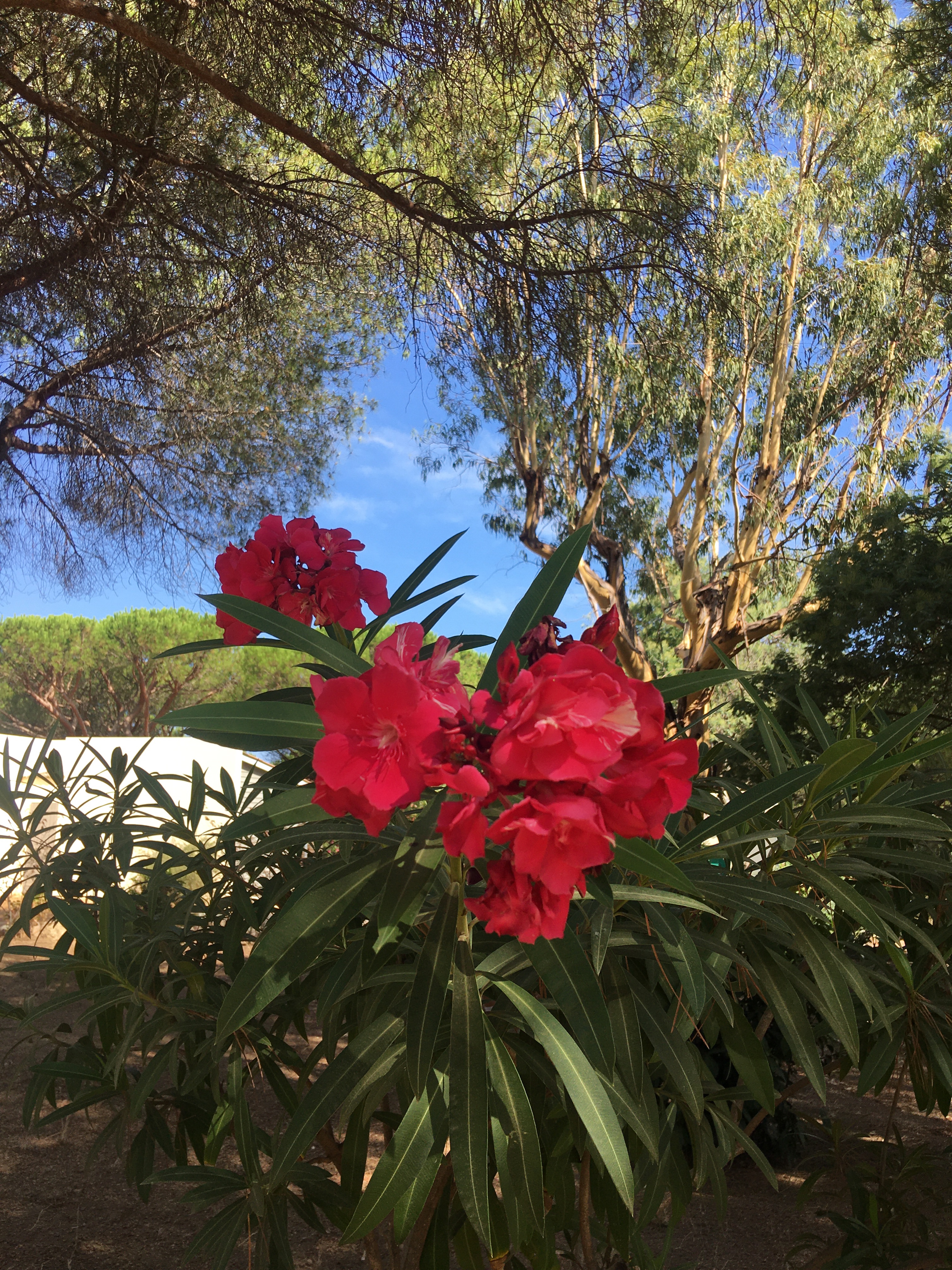 Impressionen aus dem Feriendorf zum Störrischen Esel, Calvi - Korsika August 2021