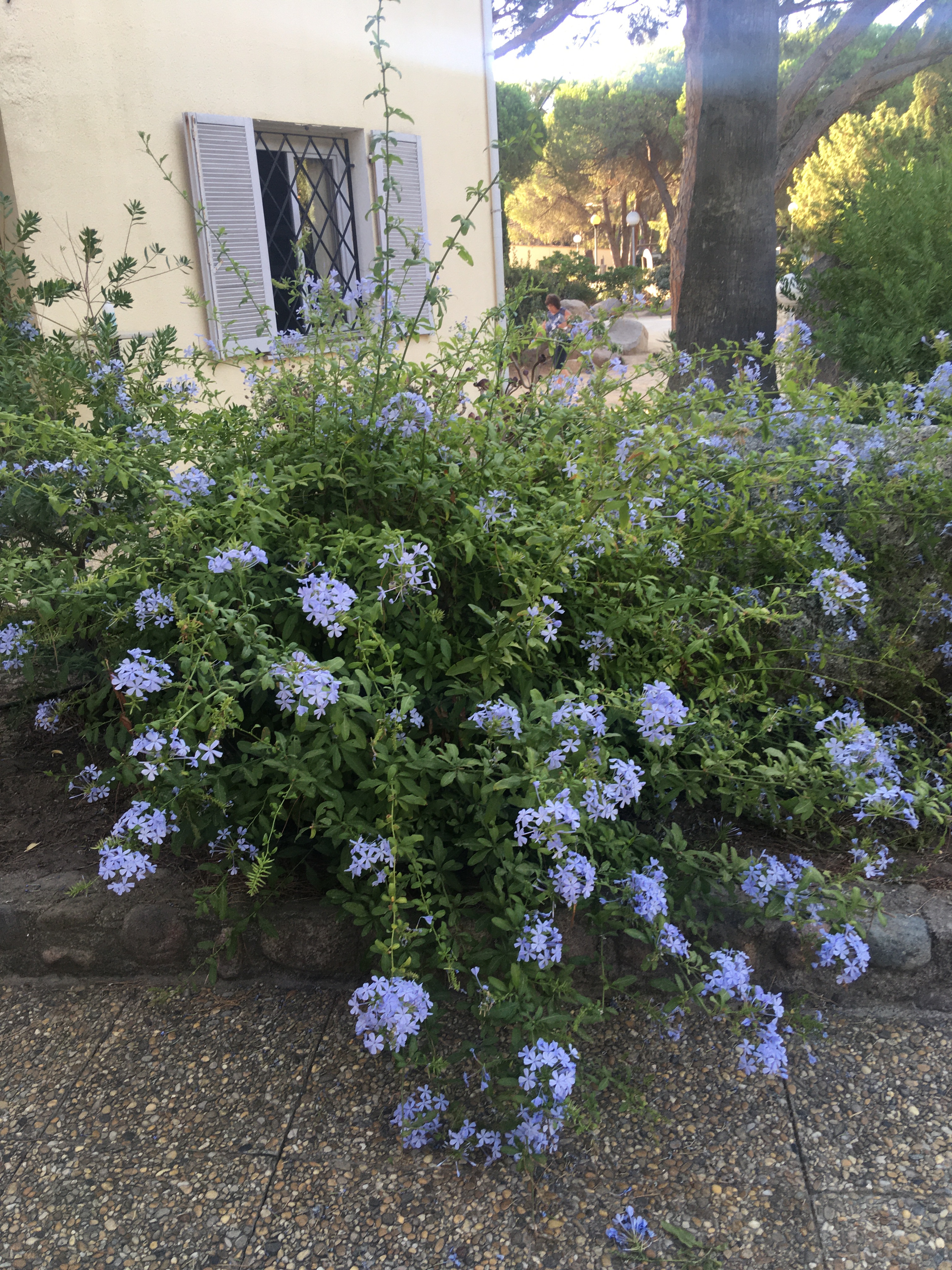 Impressionen aus dem Feriendorf zum Störrischen Esel, Calvi - Korsika August 2021