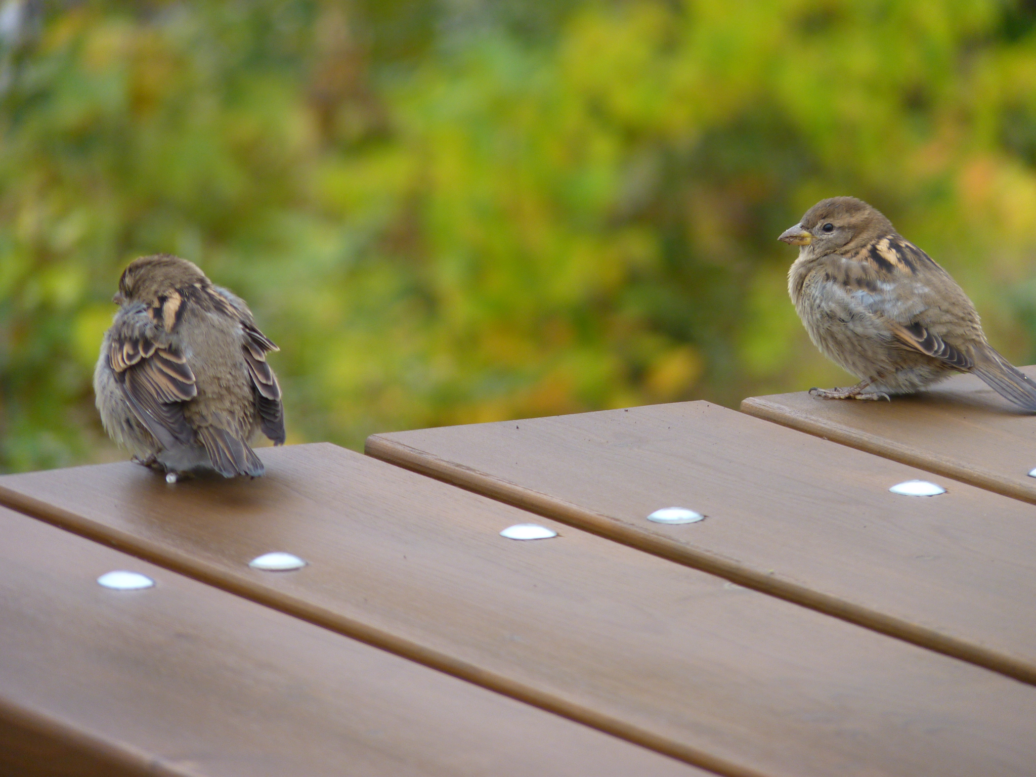 Sparrows