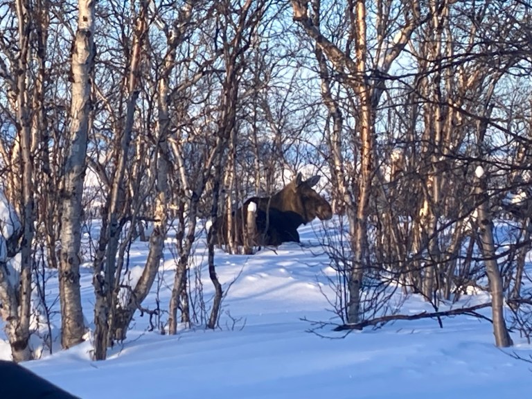 Moose on the shores of lake Torneträsk near Abisko, Sweden